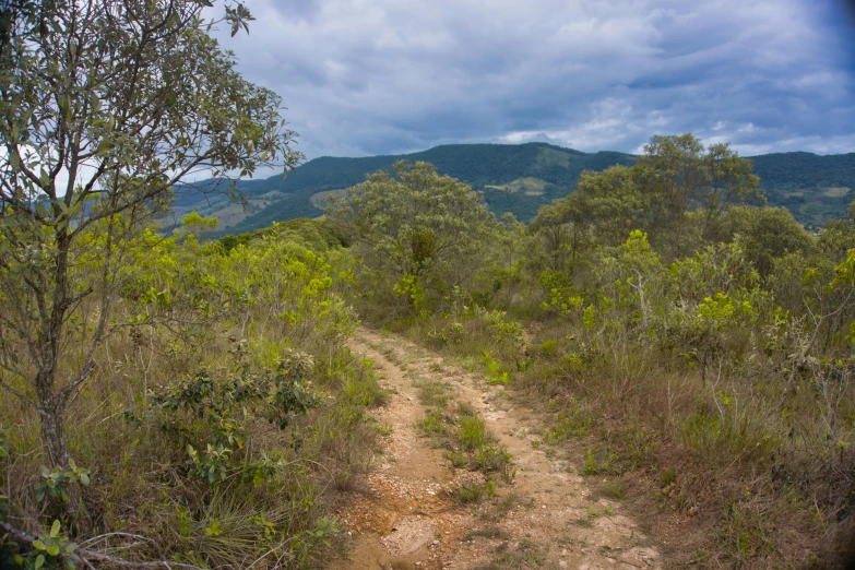 a dirt road in the middle of a field, by Elizabeth Durack, mingei, rainforest mountains, narrow footpath, distant photo