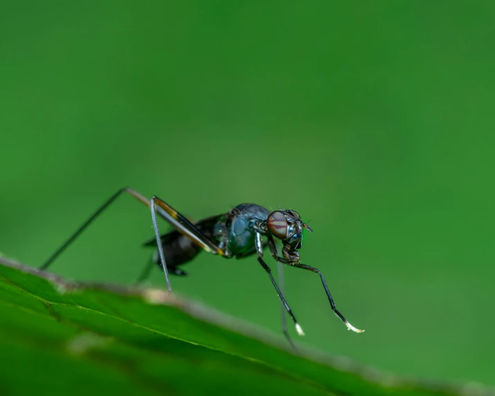 a close up of a bug on a leaf, pexels contest winner, hurufiyya, in an action pose, black and green, 4k', ant perspective