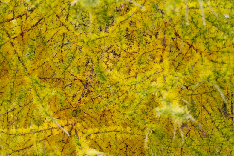 a close up of a tree with yellow leaves, an ultrafine detailed painting, inspired by Attila Meszlenyi, hurufiyya, hyphae, detailed photo 8 k, acid pooling inside, seamless micro detail