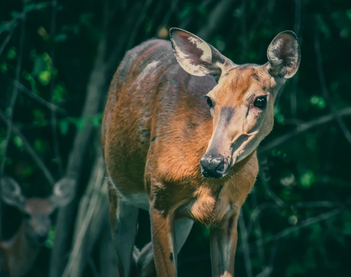 a deer that is standing in the grass, paul barson, family photo, female looking, bad looking