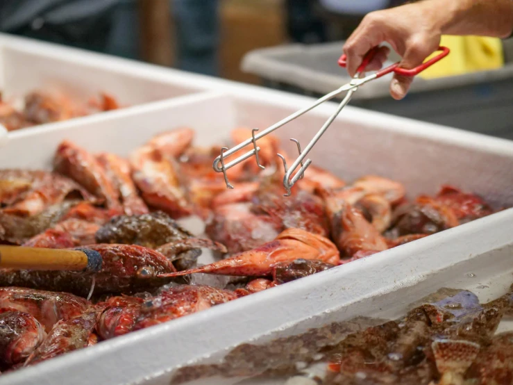 a close up of a tray of food with tongs, a photo, by Matt Cavotta, fish seafood markets, two arms that have sharp claws, thumbnail, big crowd