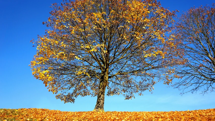 two trees sitting on top of a hill covered in leaves, pexels, blue and gold color scheme, single tree, tree; on the tennis coat, grain”