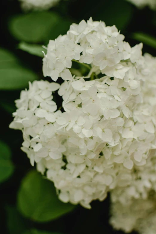 a bunch of white flowers with green leaves, a stipple, unsplash, highly polished, exterior, hydrangea, photographed in film