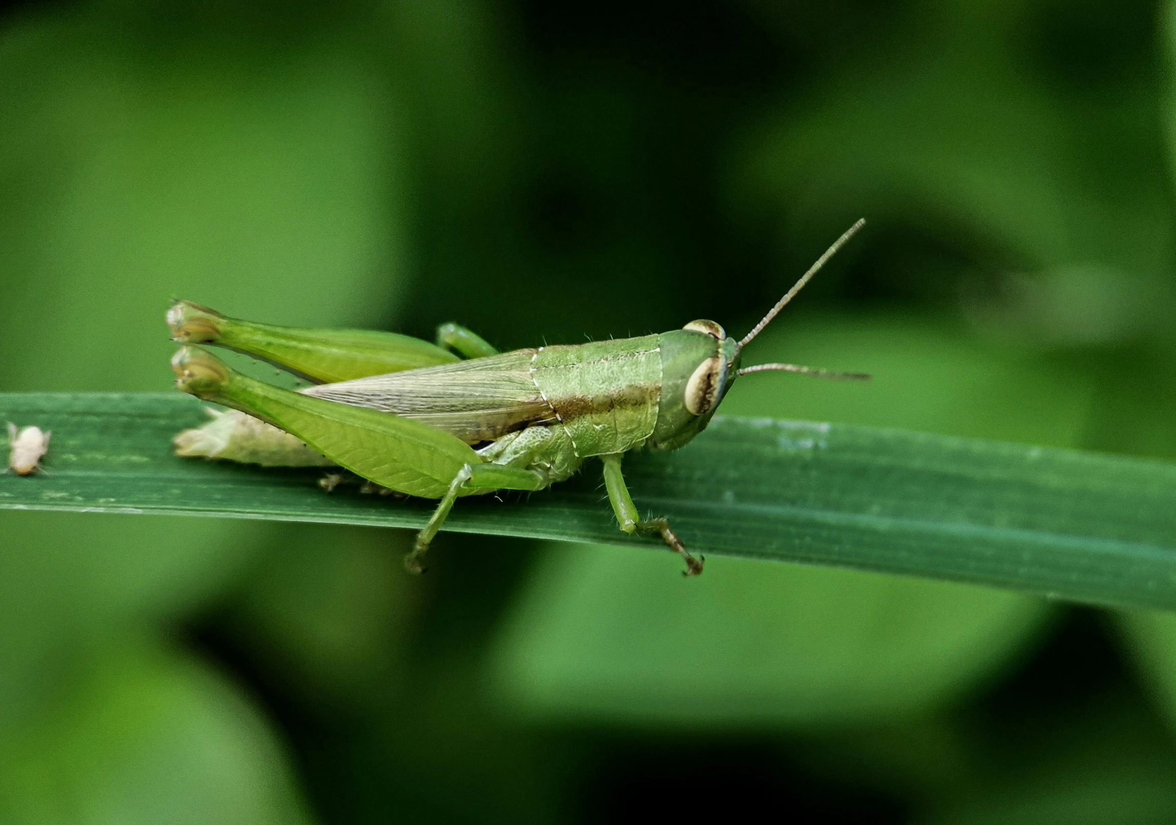 a close up of a grasshopper on a leaf, pexels contest winner, hurufiyya, on a green lawn, farming, greens)