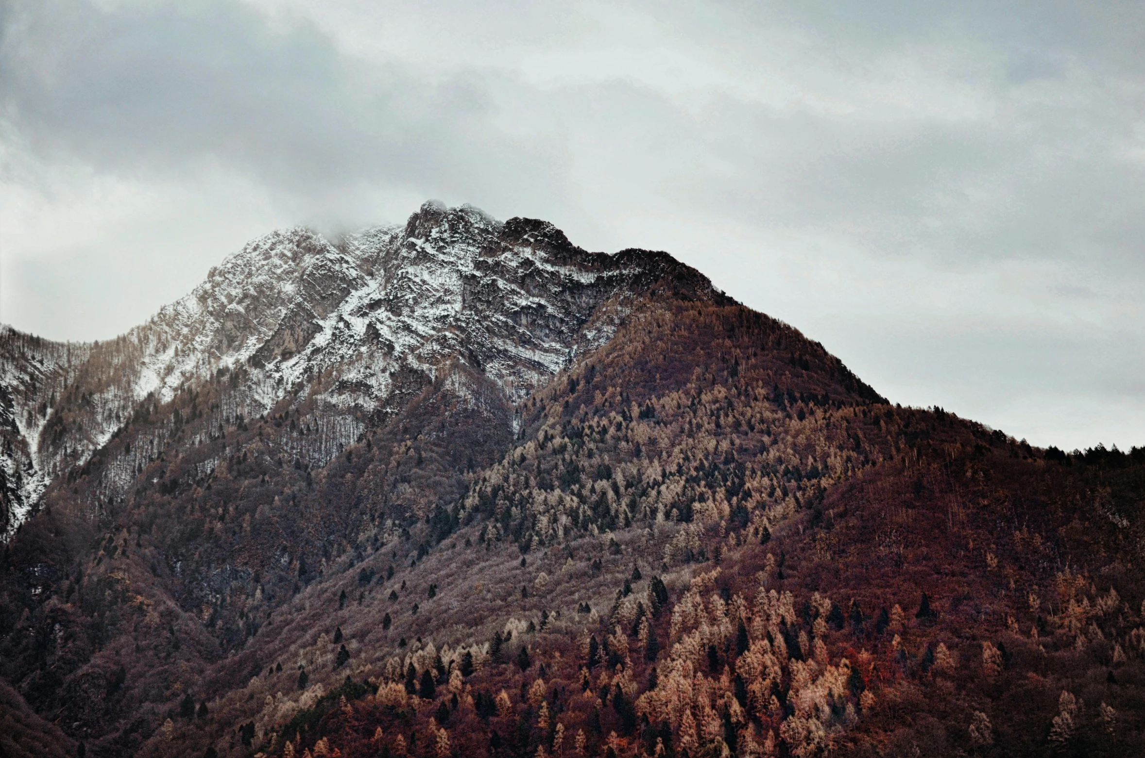 a couple of sheep standing on top of a lush green field, by Sebastian Spreng, unsplash contest winner, baroque, autumn mountains, with snow on its peak, nadav kander, pine forests