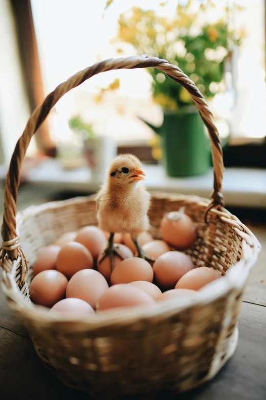 a basket filled with eggs sitting on top of a table, animals, facing the camera