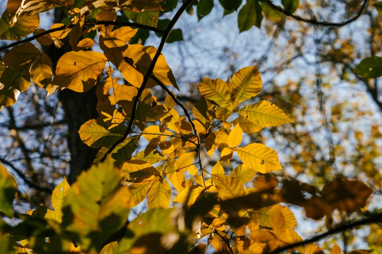 the sun shines through the leaves of a tree, a portrait, unsplash, autumnal colours, thumbnail, 8k 50mm iso 10, yellow and black