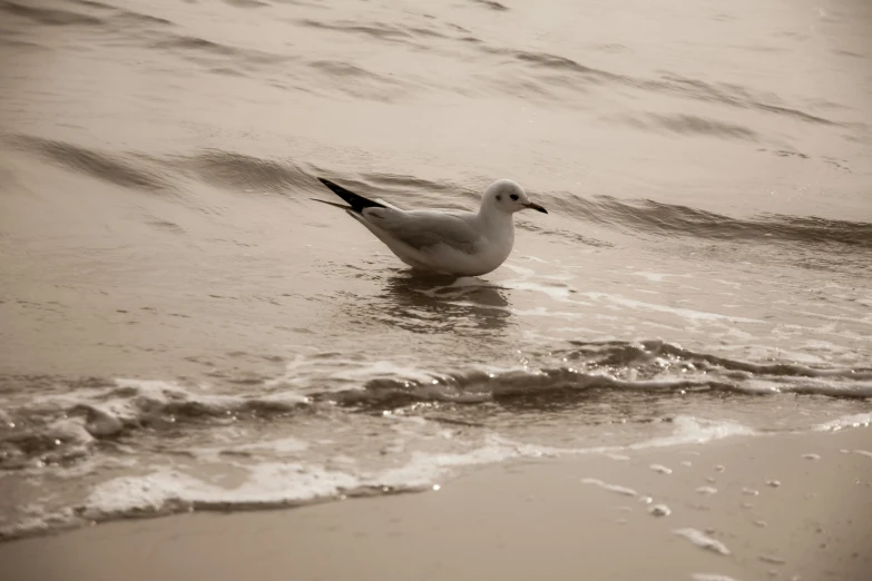 a black and white photo of a seagull on the beach, by Jan Tengnagel, pexels contest winner, arabesque, sepia colors, water ripples, sittin, photographic print