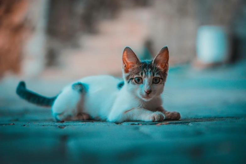 a cat that is laying down on the ground, by Niko Henrichon, pexels contest winner, white cyan, early evening, multicolored, small ears