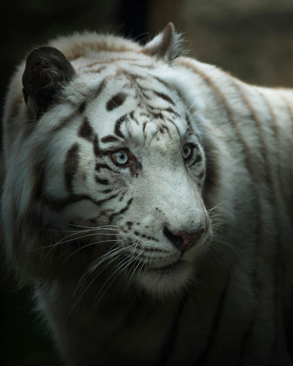 a close up of a white tiger with blue eyes, by Adam Marczyński, pexels contest winner, desaturated, albino, gif, full profile