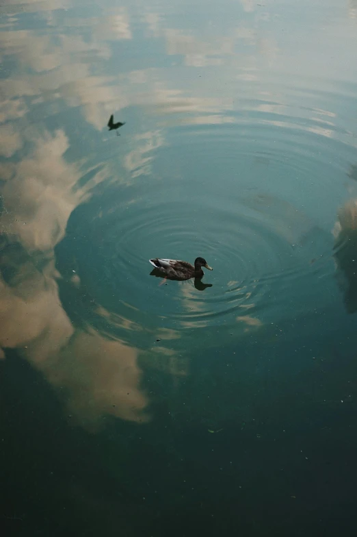 a duck floating on top of a body of water, in a circle, clouds on surface, unsplash photo contest winner, subject= duck