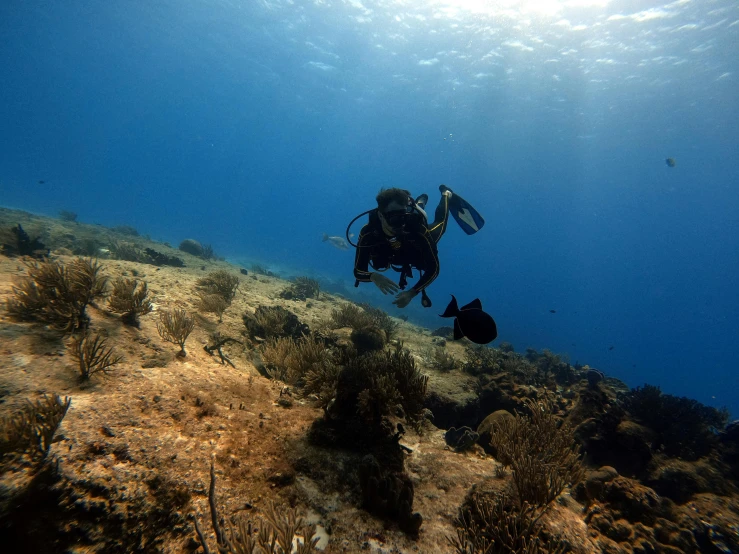 a person that is diving in the water, reefs, ocean dept, paul davey, ibiza