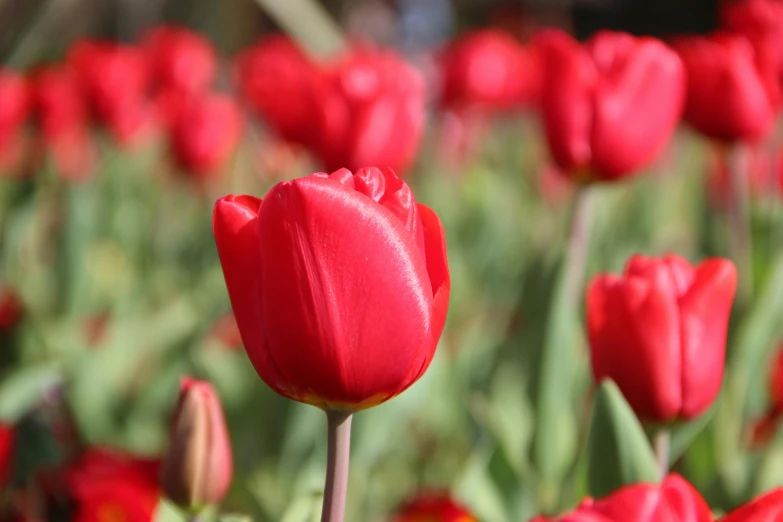 a field of red tulips on a sunny day, pexels contest winner, botanic garden, youtube thumbnail, metallic red, closeup - view