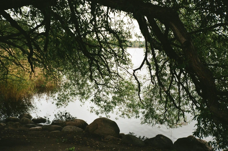 a bench sitting under a tree next to a body of water, by Grytė Pintukaitė, unsplash, hurufiyya, alvar aalto, detailed scenic view, half image