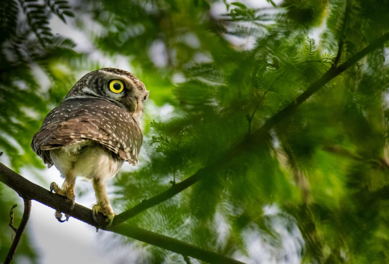 a small owl sitting on top of a tree branch, by Ibrahim Kodra, pexels contest winner, sumatraism, slide show, speckled, ::, fan favorite