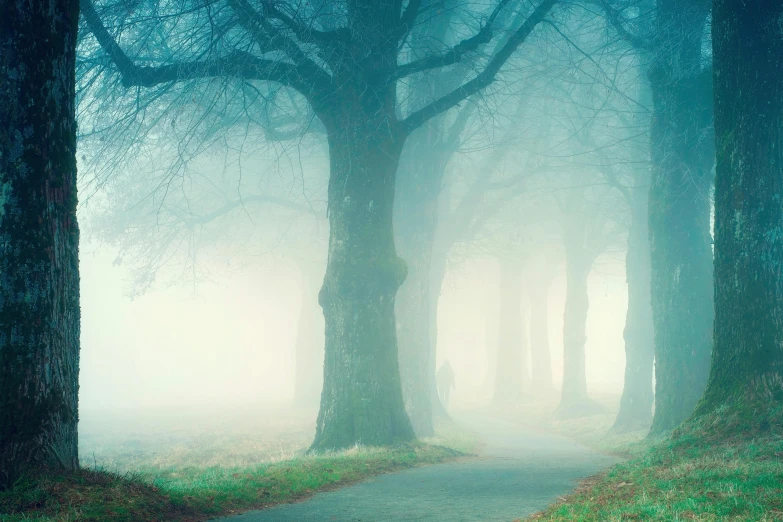 a road surrounded by trees on a foggy day, an album cover, inspired by Elsa Bleda, pexels contest winner, pale blue fog, a park, miss aniela, fine art print