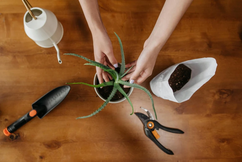 a person holding a potted plant on top of a wooden table, plating, detailed product image, mechanised, bromeliads