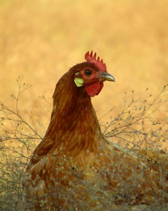 a close up of a chicken in a field, lgbtq, profile image, digital image