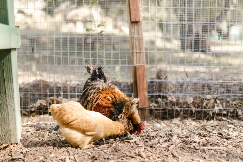 a couple of chickens that are standing in the dirt, unsplash, hanging, feathered hair, in the sun, resting