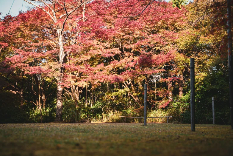 a fire hydrant sitting on top of a lush green field, by Torii Kiyomoto, unsplash, sōsaku hanga, colorful autumn trees, swing on a tree, volley court background, seasons!! : 🌸 ☀ 🍂 ❄