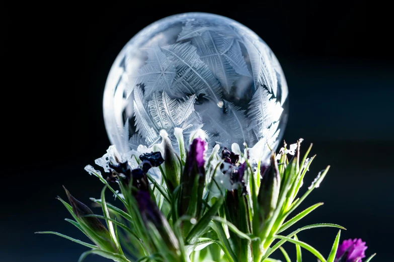 a close up of a vase with flowers in it, a macro photograph, inspired by Arthur Burdett Frost, trending on pexels, a sorceress casting a ice ball, transparent feathers, lavender plants, spherical