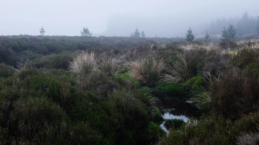 a small stream running through a lush green forest, a picture, by Jessie Algie, unsplash, australian tonalism, dark misty foggy valley, pale pink grass, ponds, moorland