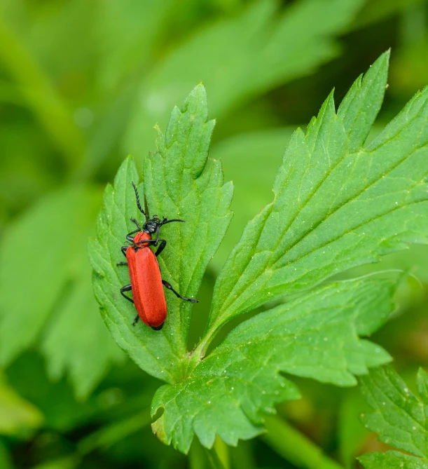 a red bug sitting on top of a green leaf, unsplash, hurufiyya, multiple stories, apteryx mantelli, full frame image, 2263539546]
