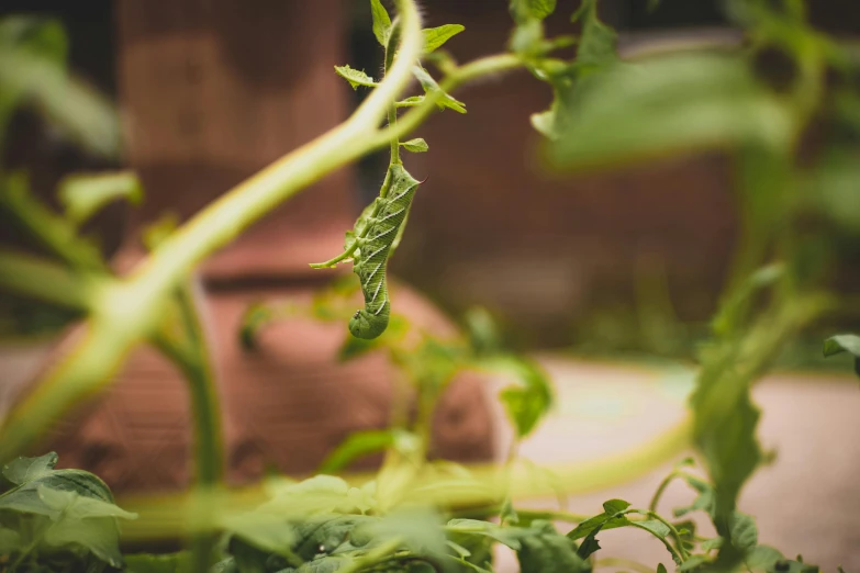 a close up of a plant with green leaves, unsplash, happening, tomatoes hanging on branches, lizard tail, spiralling, ground - level medium shot