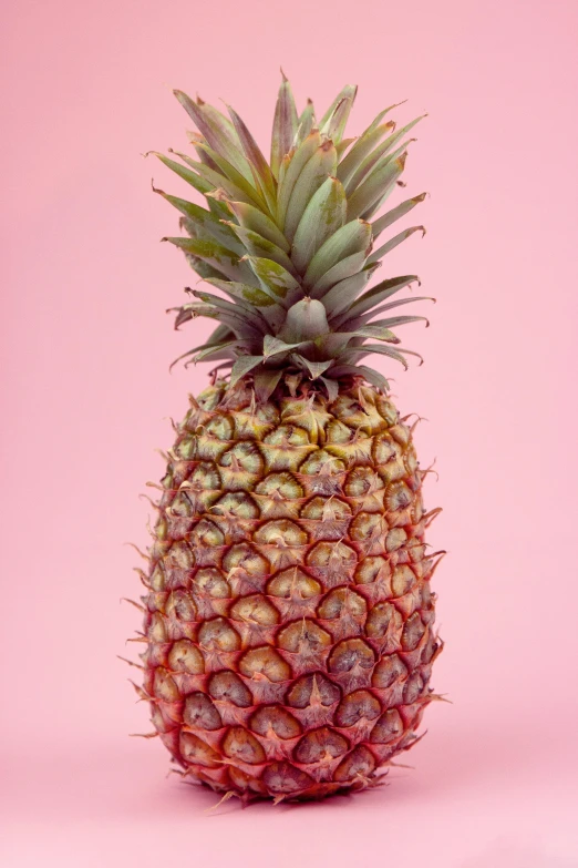 a close up of a pineapple on a pink background, striking pose, highly upvoted, 6 : 3 0 am, single pine