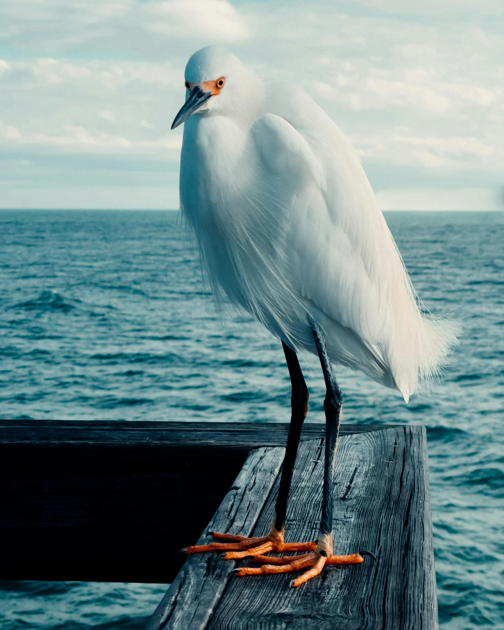a white bird standing on top of a wooden pier, an album cover, pexels contest winner, with claws, 8 k photo, albino mystic, today\'s featured photograph 4k