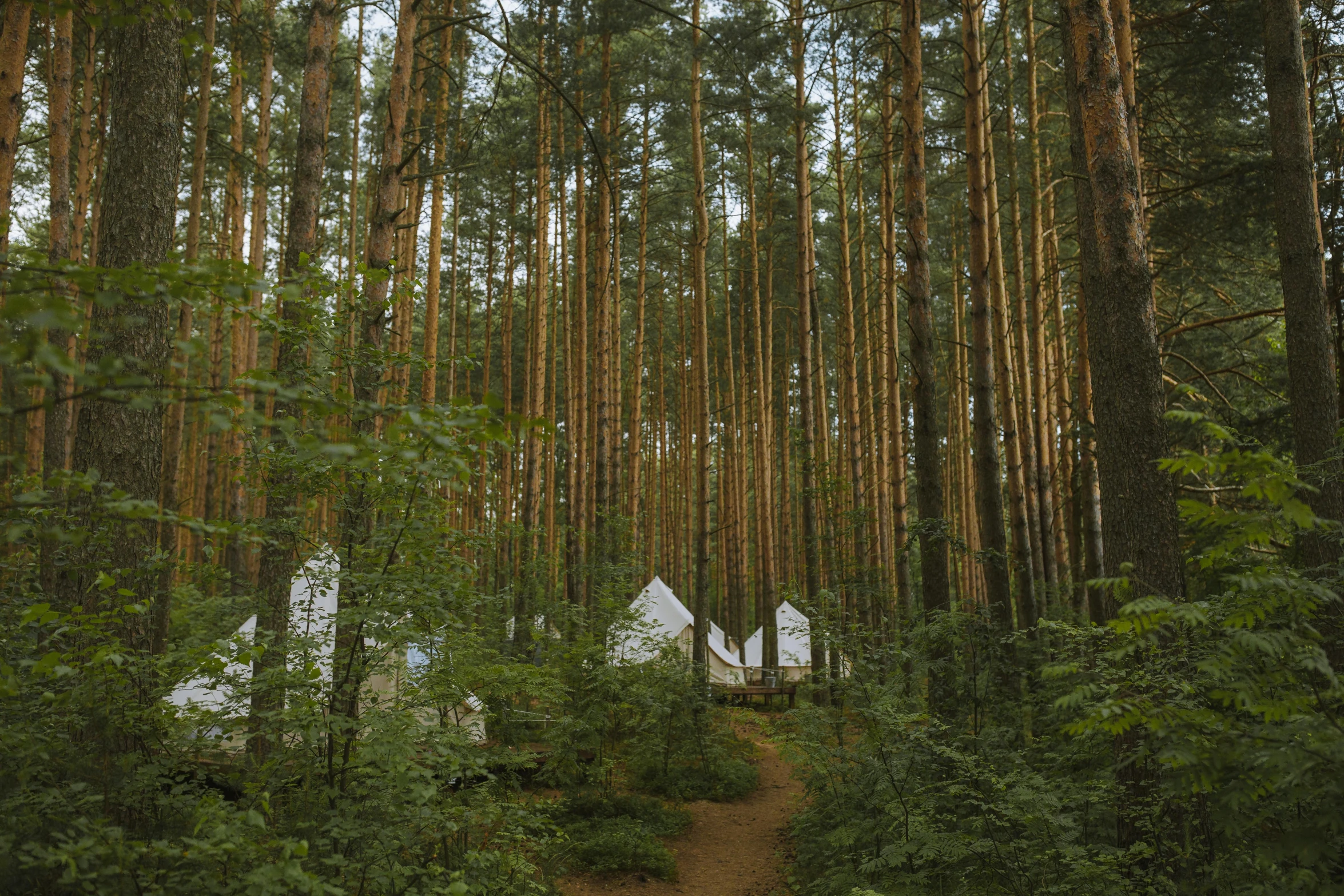 a couple of tents that are in the woods, a photo, by Emma Andijewska, unsplash, renaissance, magical soviet town, ((forest)), in the style wes anderson, exterior photo