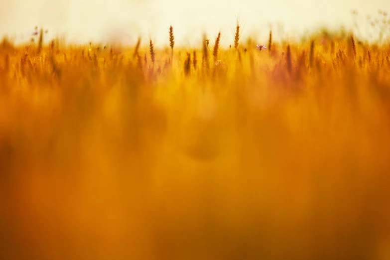 a field of wheat with the sun in the background, a macro photograph, by Adam Marczyński, color field, orange yellow ethereal, soft light - n 9, atmospheric artwork, mustard