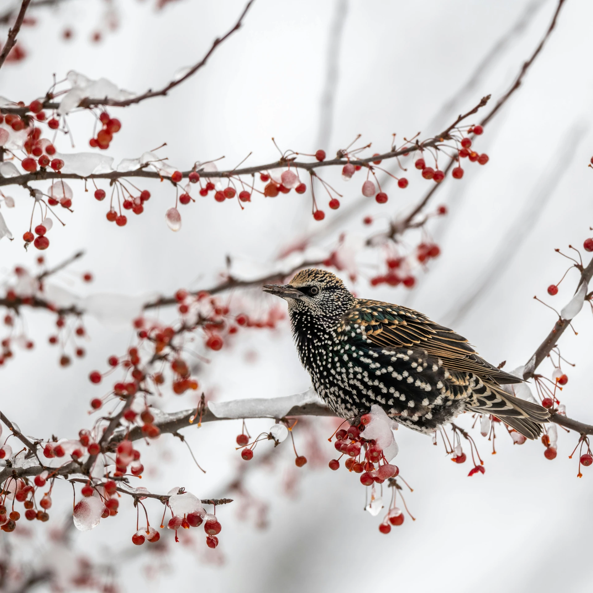a bird sitting on top of a tree filled with red berries, in the winter, food, speckled, award-winning shot