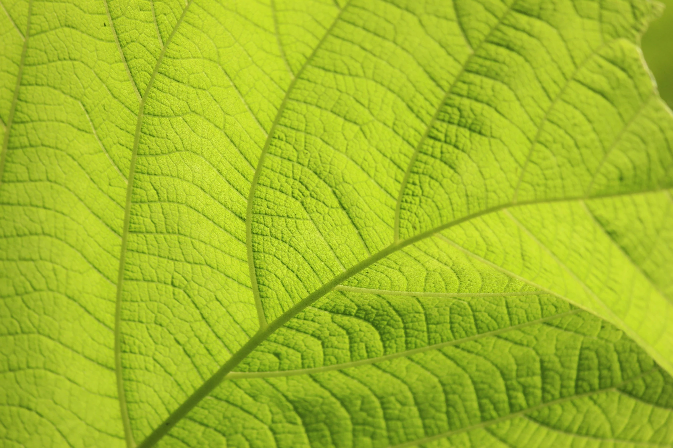 a close up of a leaf of a plant, lightgreen, high detailled, taken with a pentax k1000, high-detail