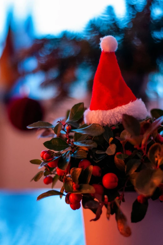 a santa hat sitting on top of a potted plant, soft glow, profile image, evergreen branches, hanging