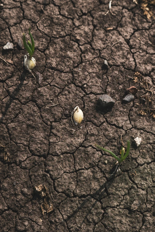 a bird that is standing in the dirt, in a dried out field, water droplet, photo of earth from space, seeds