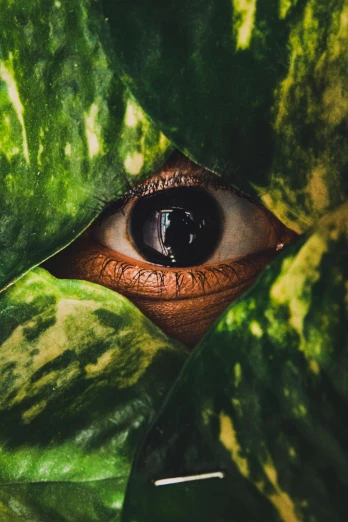 a close up of a person's eye peeking out of a watermelon, an album cover, by Adam Marczyński, trending on unsplash, alien foliage plants, mf doom with reptile eyes, in a jungle, big brown eyes