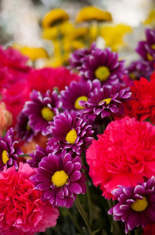 a close up of a bunch of flowers, purple and red flowers, chrysanthemums, vibrant accents, vibrantly lush