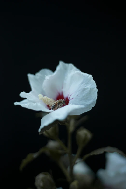 a close up of a white flower on a black background, unsplash, medium format, hibiscus, indoor picture, overcast