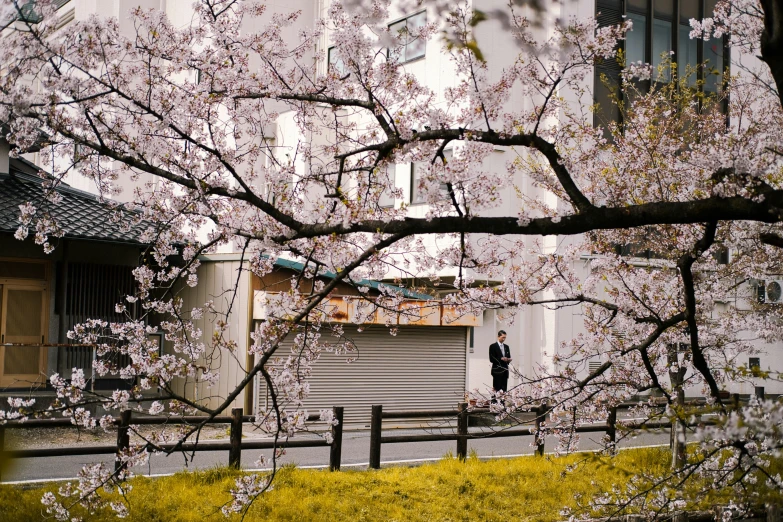 a person standing under a tree in front of a building, inspired by Sesshū Tōyō, unsplash, sakura flowers, 2000s photo