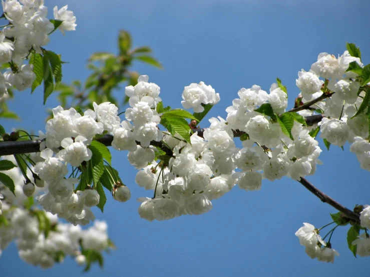 a branch with white flowers against a blue sky, by David Simpson, unsplash, cherries, background image, close-up photo, white cloud