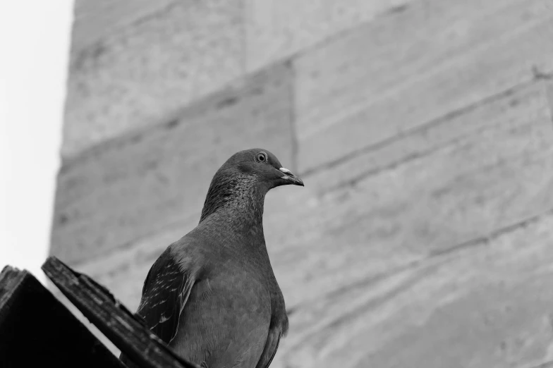 a pigeon sitting on top of a roof next to a building, a black and white photo, solemn expression, taken with canon eos 5 d, close-up photo, illustration