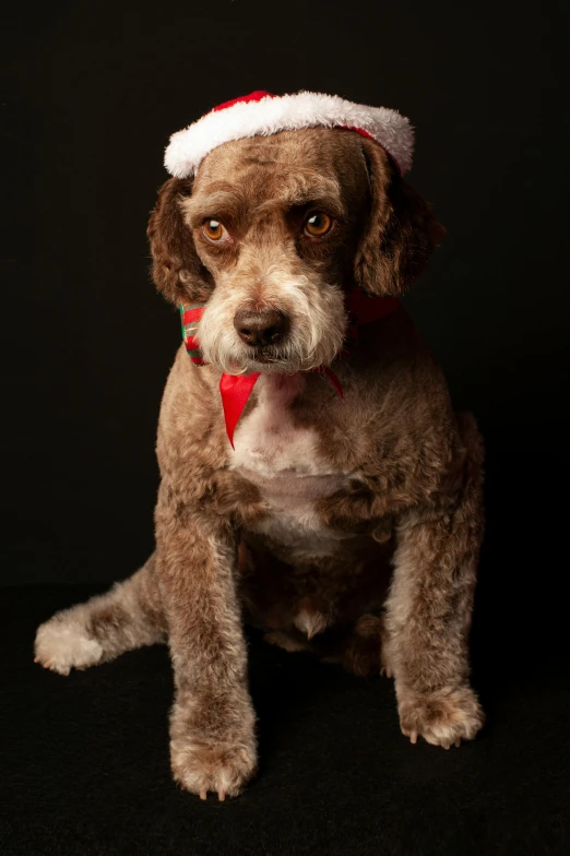 a brown and white dog wearing a santa hat, inspired by Ernest William Christmas, photorealism, posing in dramatic lighting, curls on top of his head, professional photo-n 3, aged 13