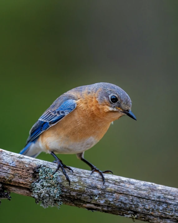 a small blue bird sitting on top of a tree branch, by Neil Blevins, pexels contest winner, mid 2 0's female, sitting on a log, high resolution photo, slide show