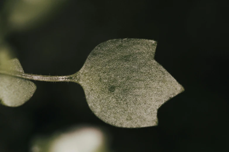 a close up of a leaf on a plant, a macro photograph, by Attila Meszlenyi, unsplash, hurufiyya, low detailed, unshaded, ignant, grey