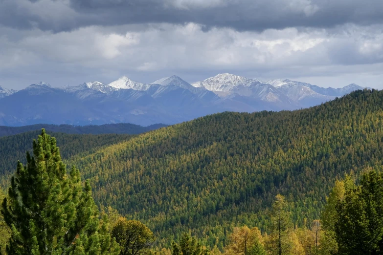 a herd of cattle grazing on top of a lush green hillside, by Peter Churcher, unsplash contest winner, dense coniferous forest. spiders, snowy peaks, фото девушка курит, panorama distant view