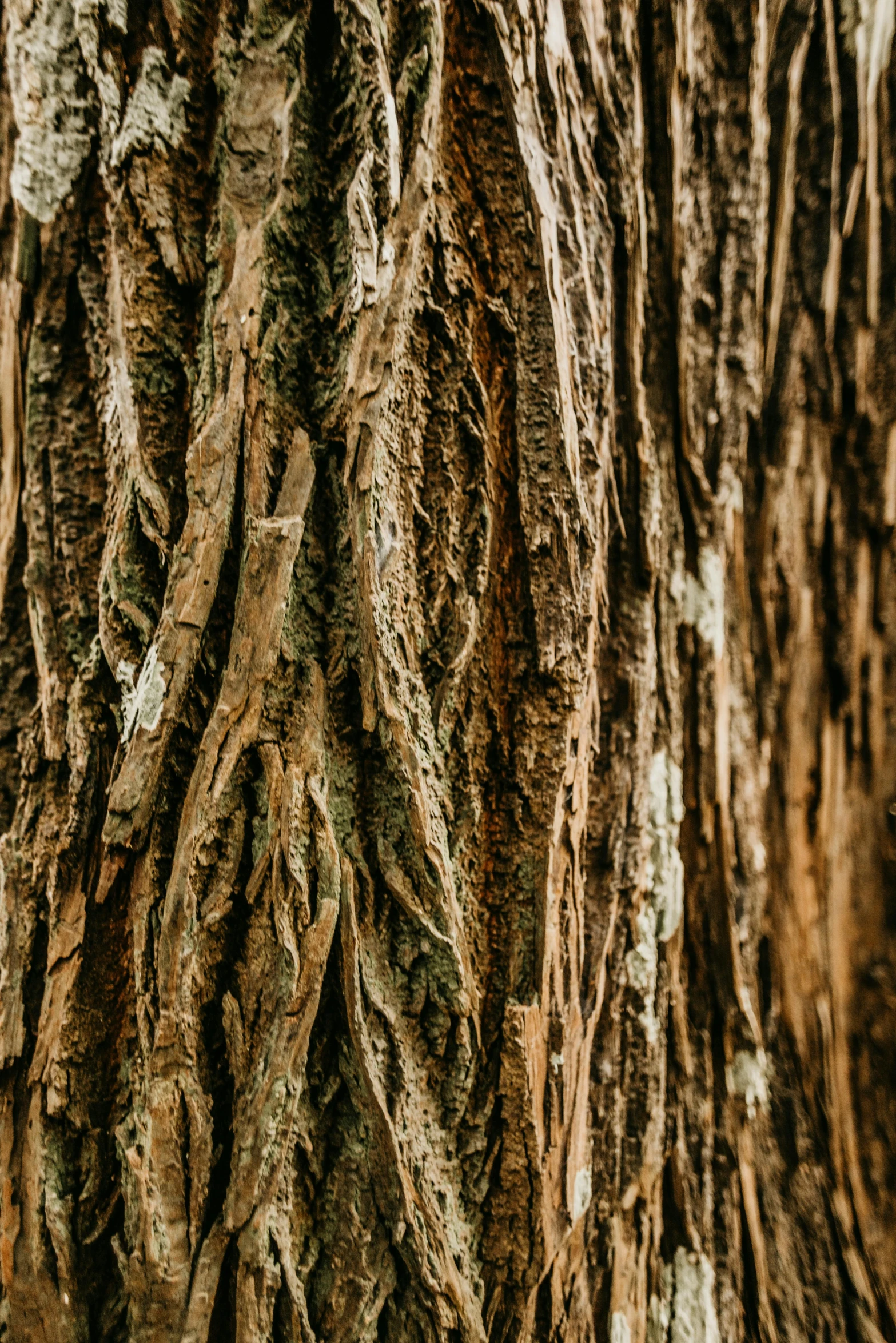 a close up of the bark of a tree, an album cover, trending on pexels, arts and crafts movement, brown, massive wide trunk, cinematic still, intricate 8 k detail