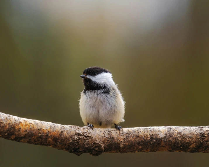 a small bird sitting on top of a tree branch, fluffy body