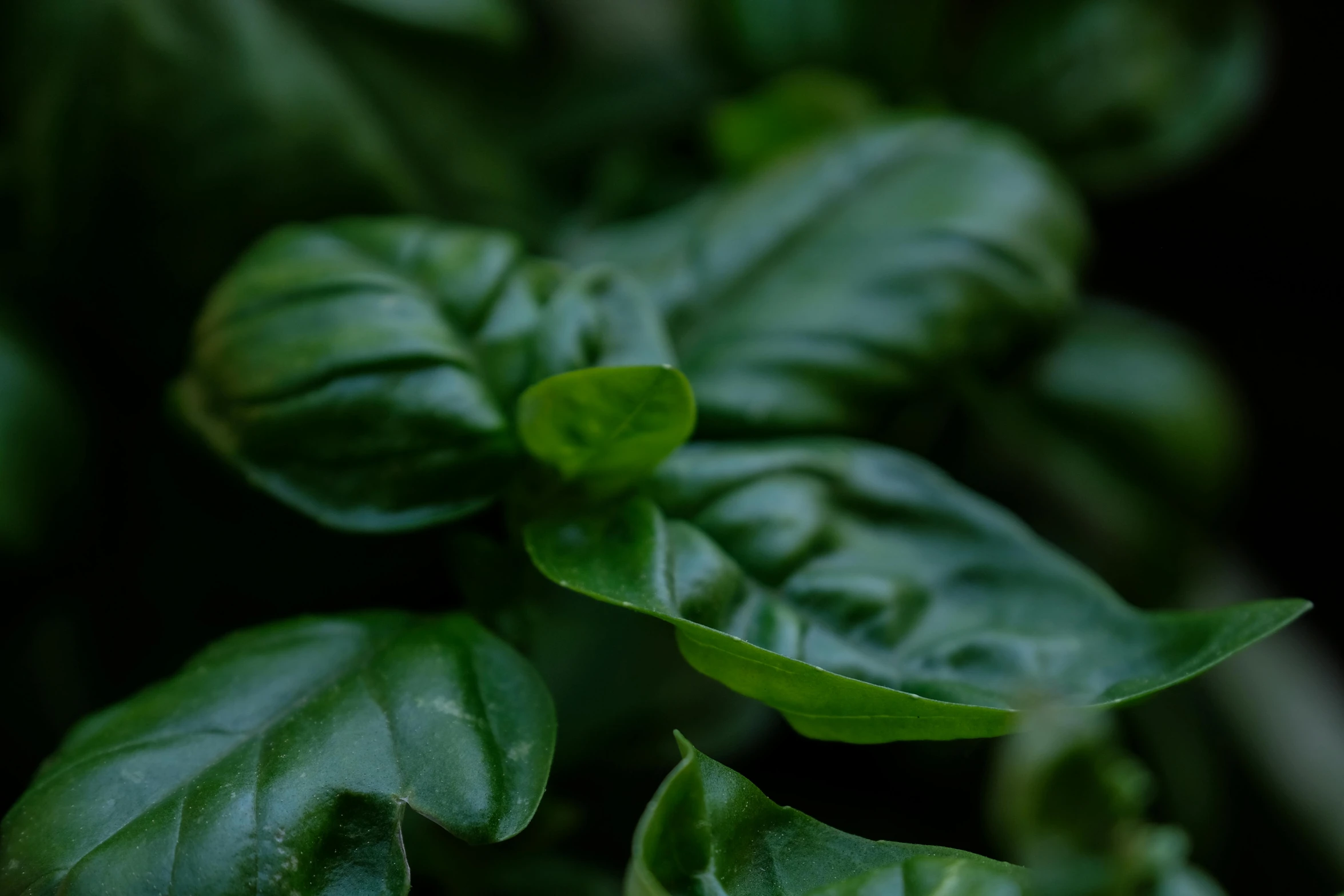 a close up of a plant with green leaves, trending on pexels, renaissance, basil, digital image, full frame image, dimly - lit