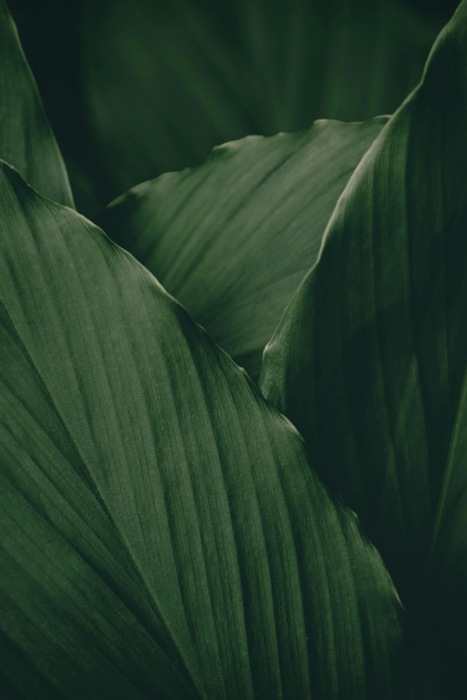 a close up of a leaf of a plant, inspired by Edward Weston, trending on unsplash, dark green tint, large tall, ignant, peaks